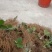 红颜草莓苗，自家育苗，沙原壤土，根系好，无病茵。