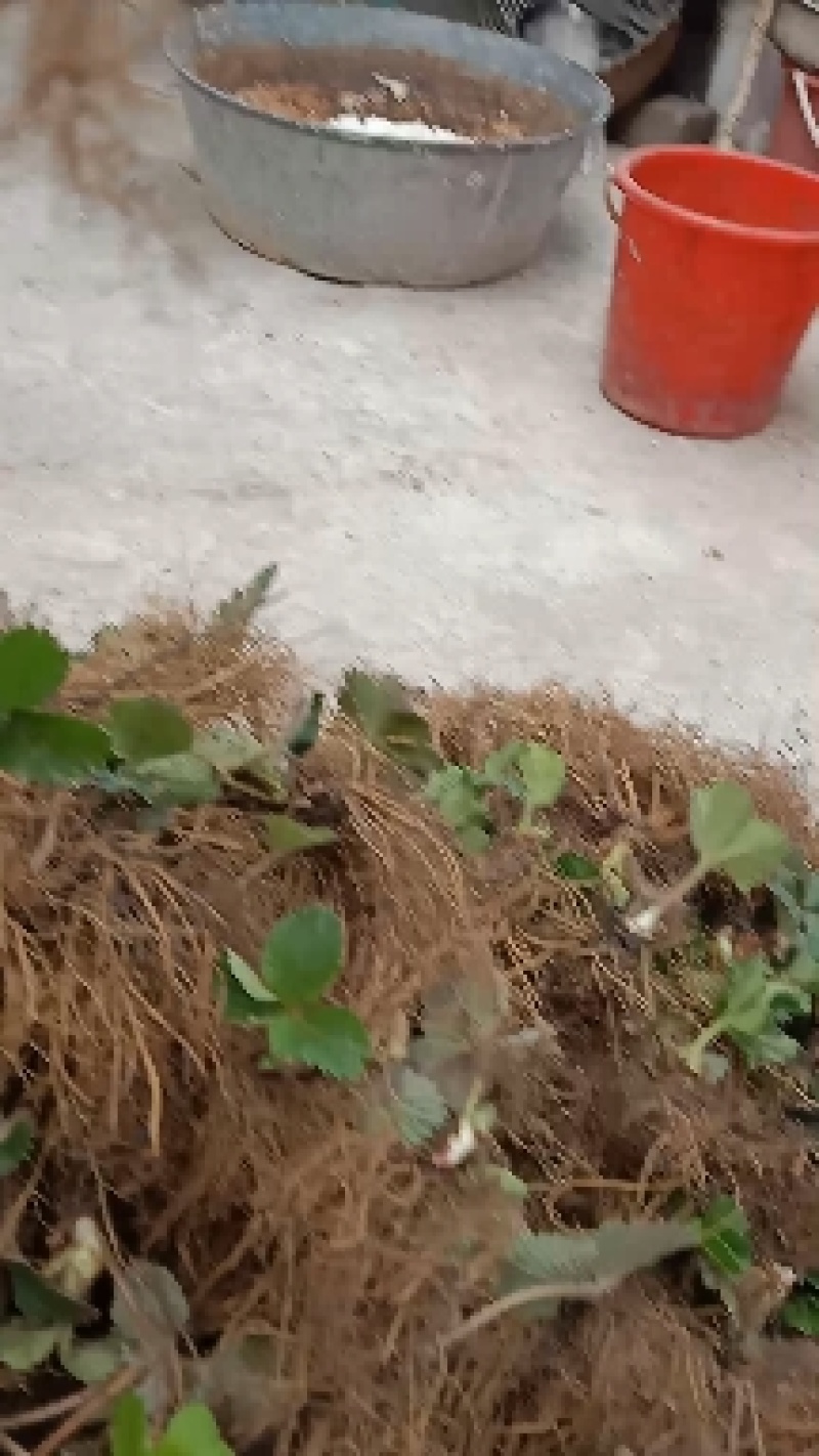 红颜草莓苗，自家育苗，沙原壤土，根系好，无病茵。
