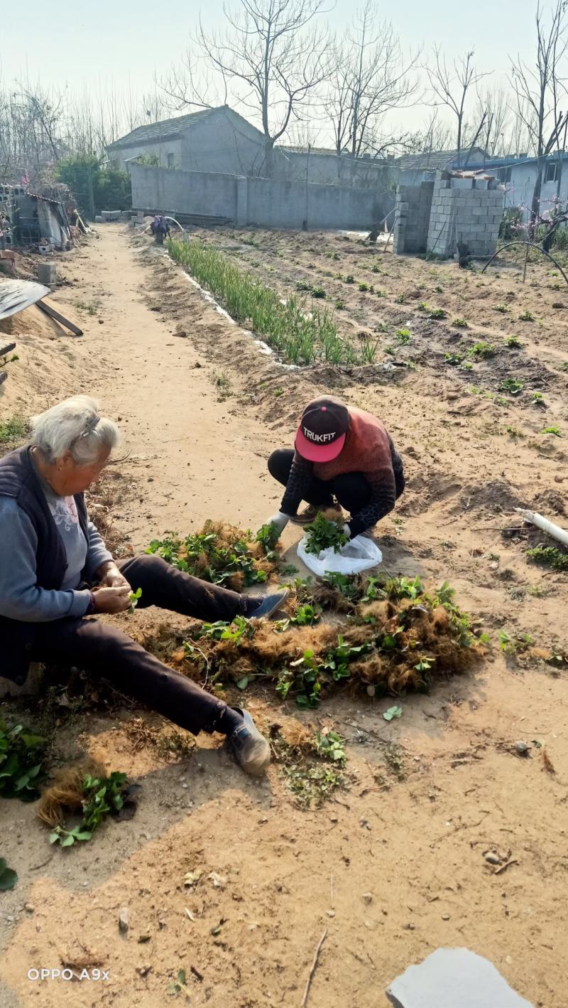 红颜草莓苗，自家育苗，沙原壤土，根系好，无病茵。