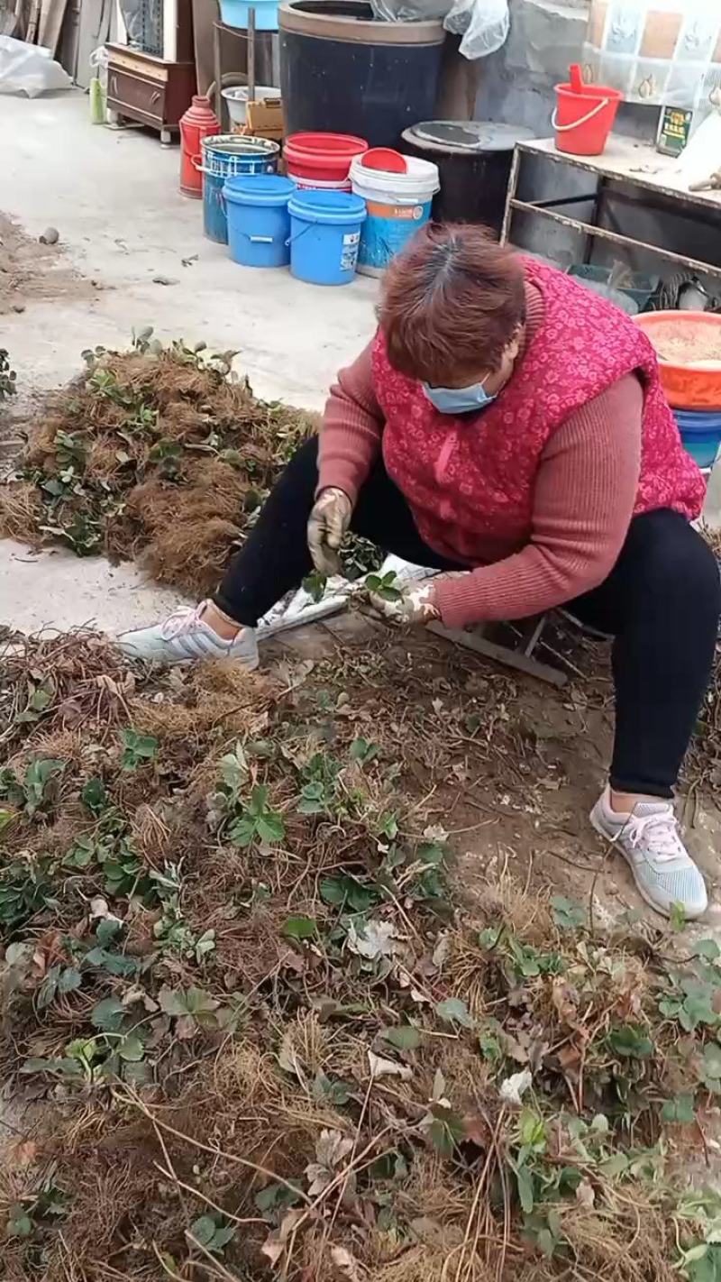红颜草莓苗，自家育苗，沙原壤土，根系好，无病茵。