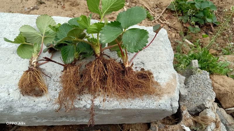 红颜草莓苗，自家育苗，沙原壤土，根系好，无病茵。