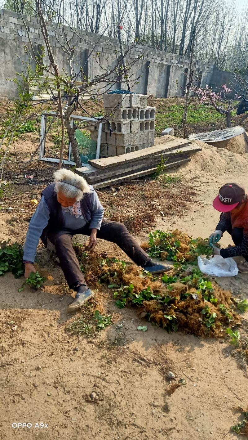 红颜草莓苗，自家育苗，沙原壤土，根系好，无病茵。