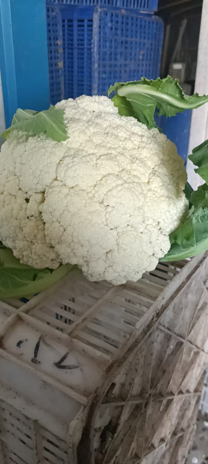 有机花大量上市，要的老板联系，价格便宜，质量很好