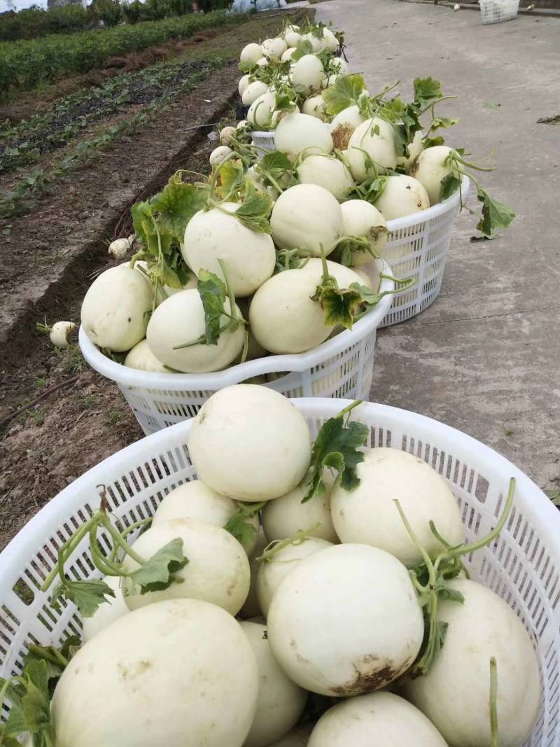 年复一年，历经千辛万苦只为大家吃上自然成熟汁多味美的玉菇