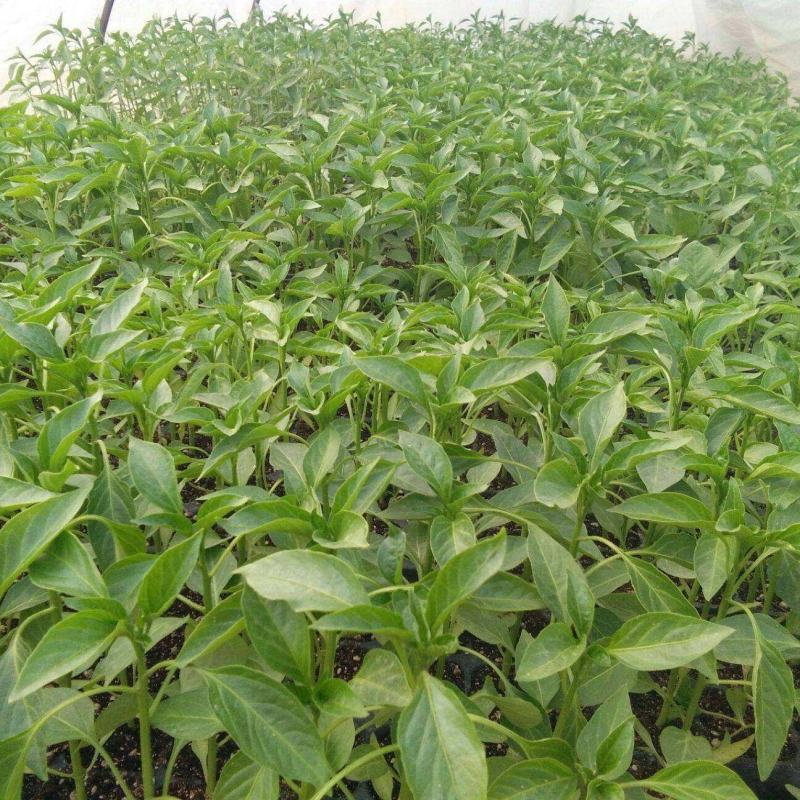 中农福得麻辣一号早熟麻椒果色亮绿微辣辣椒家庭园艺种子蔬菜