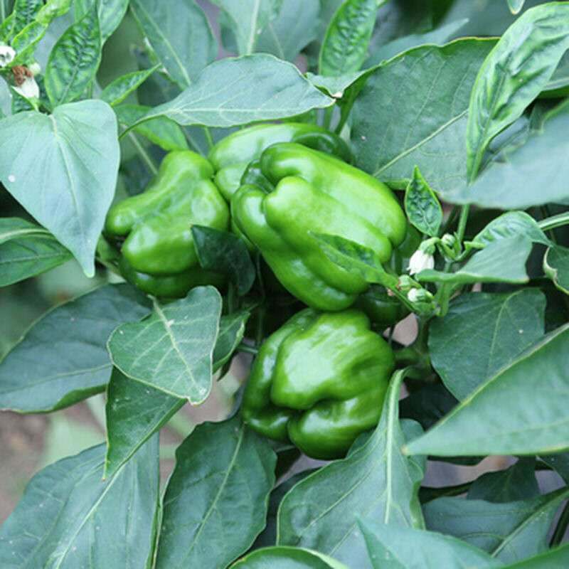 中农福得麻辣一号早熟麻椒果色亮绿微辣辣椒家庭园艺种子蔬菜