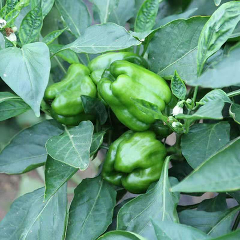 中农福得麻辣一号早熟麻椒果色亮绿微辣辣椒家庭园艺种子蔬菜