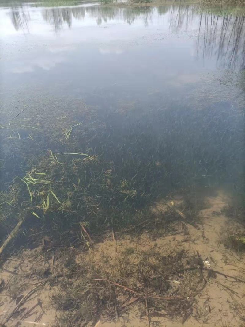 沉水植物苦草