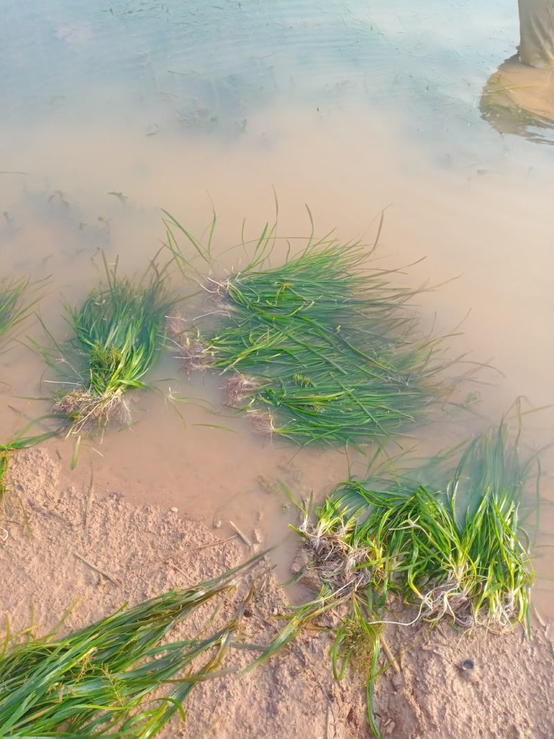 沉水植物苦草