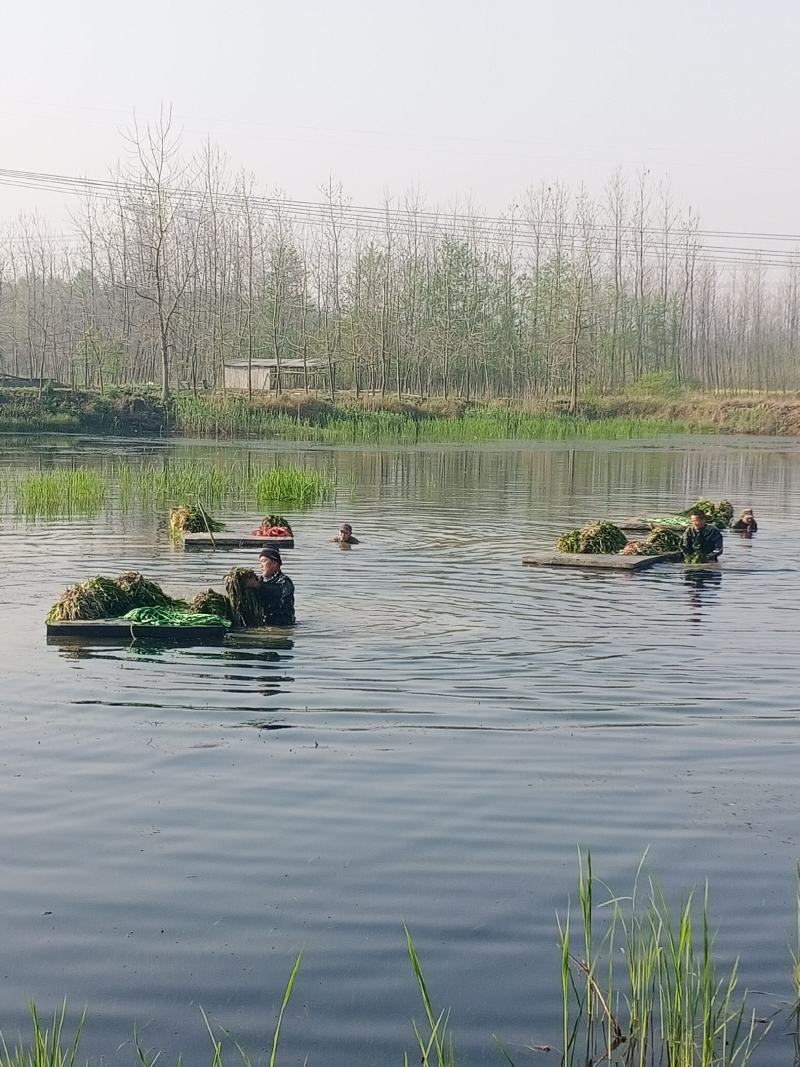 沉水植物苦草