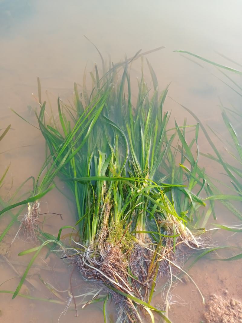 沉水植物苦草