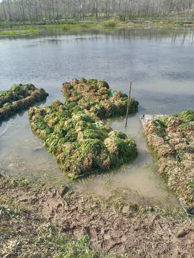 沉水植物苦草