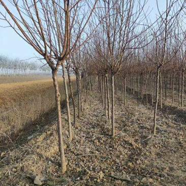 3公分杏树