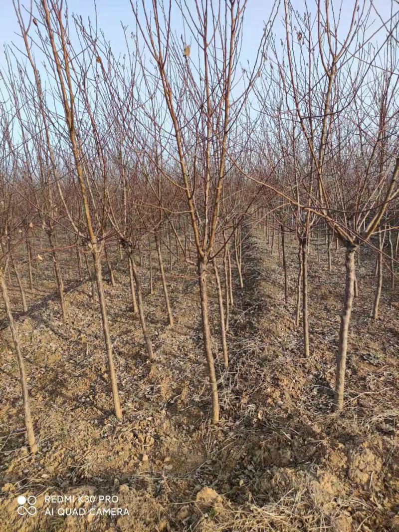3公分杏树