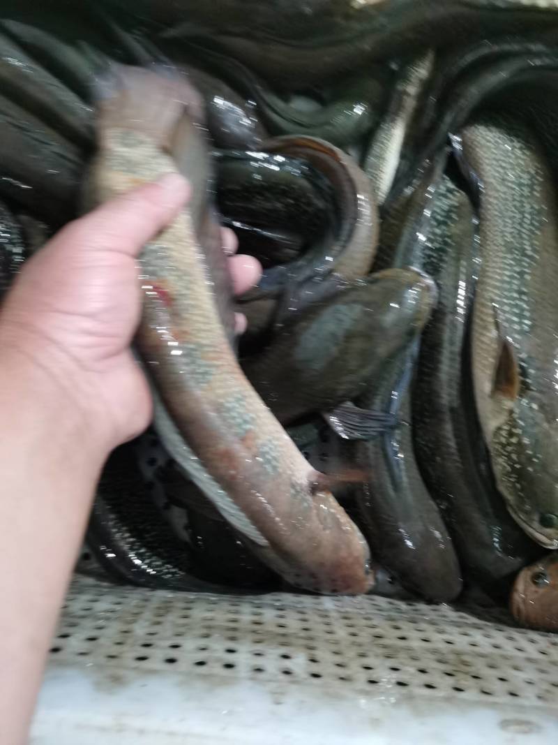 七星鱼，古呆，，原生态混养，吃小鱼小虾长大的