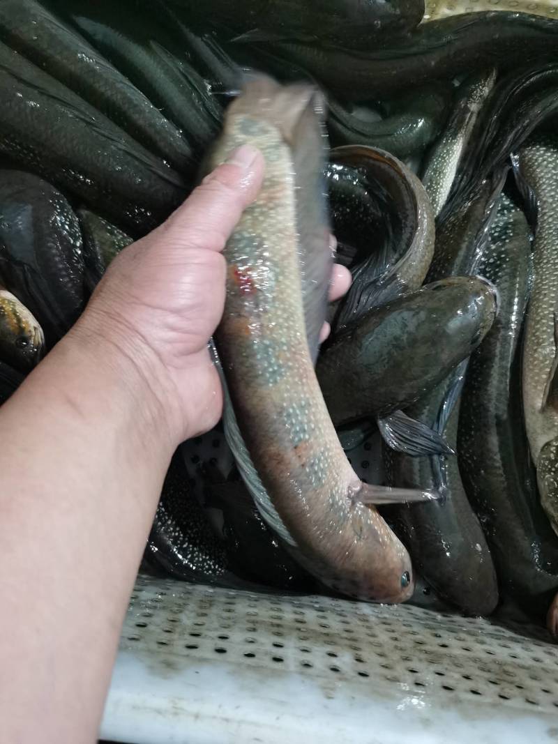 七星鱼，古呆，，原生态混养，吃小鱼小虾长大的
