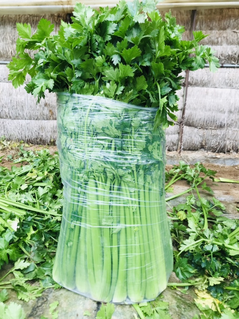 辽宁芹菜精品西芹毛菜颜色翠绿光亮单颗重2.5斤