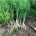 芦笋苗芦笋根现发现挖保成活率