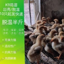 K9肉鸡苗882快大肉鸡苗新广K901鸡苗出壳活苗