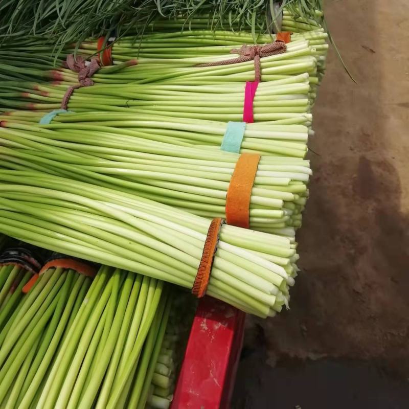 杞县早熟蒜苔大量上市