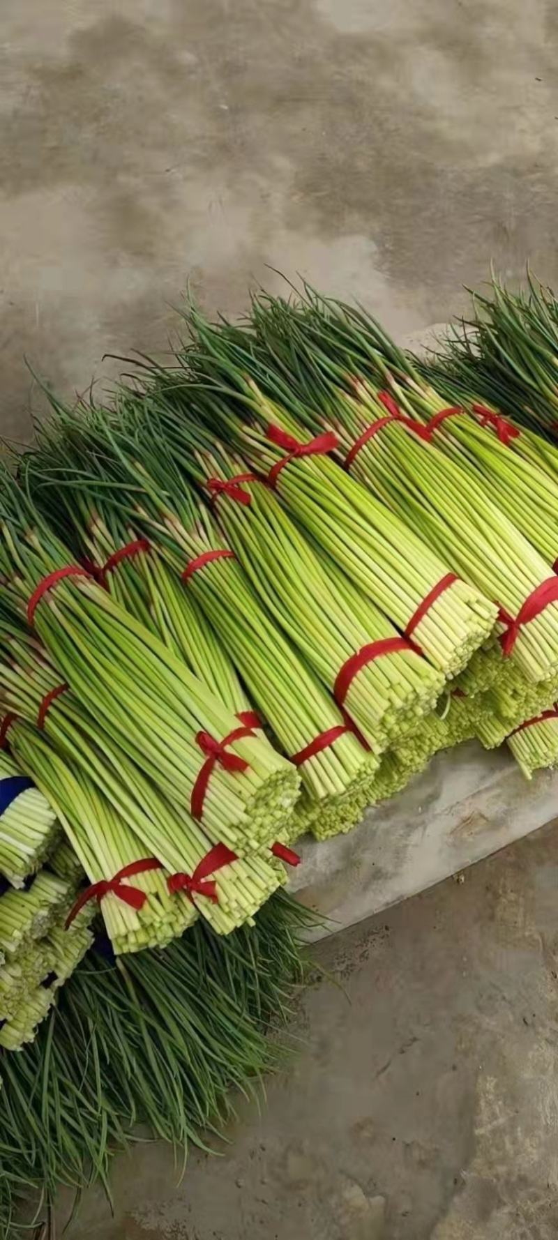 杞县早熟蒜苔大量上市