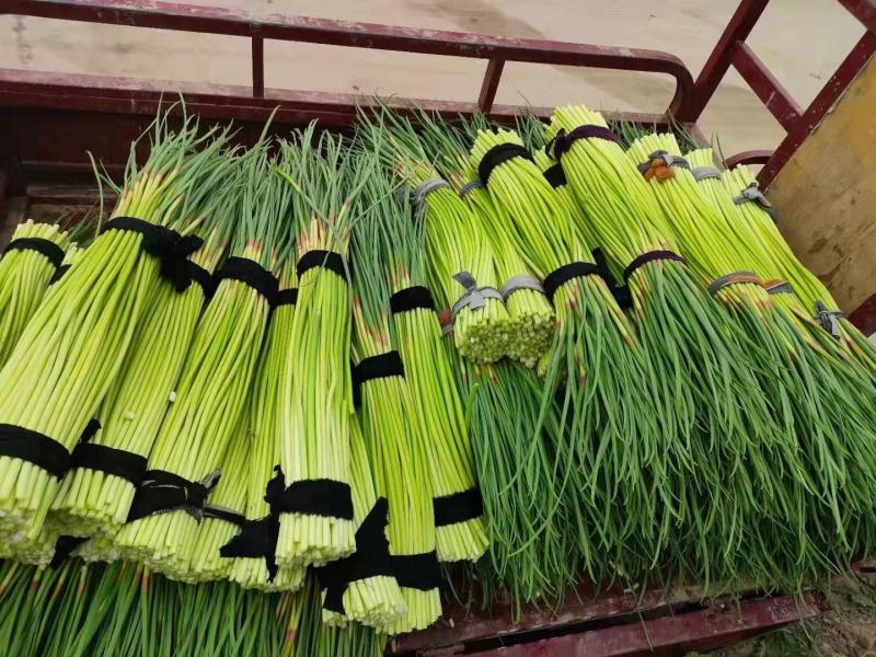 杞县早熟蒜苔大量上市