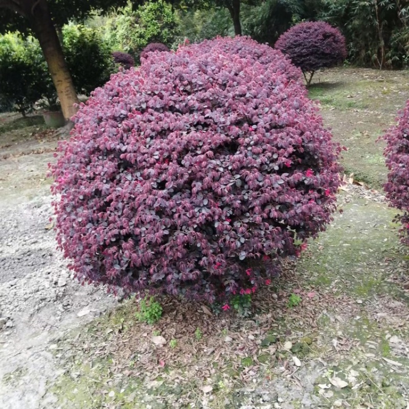 精品红继木球冠幅饱满价格低，红继木精修球基地货源充足批发