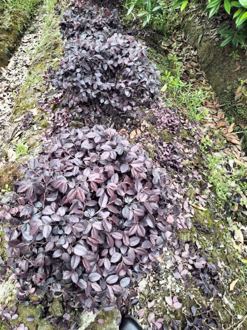 精品红继木球冠幅饱满价格低，红继木精修球基地货源充足批发