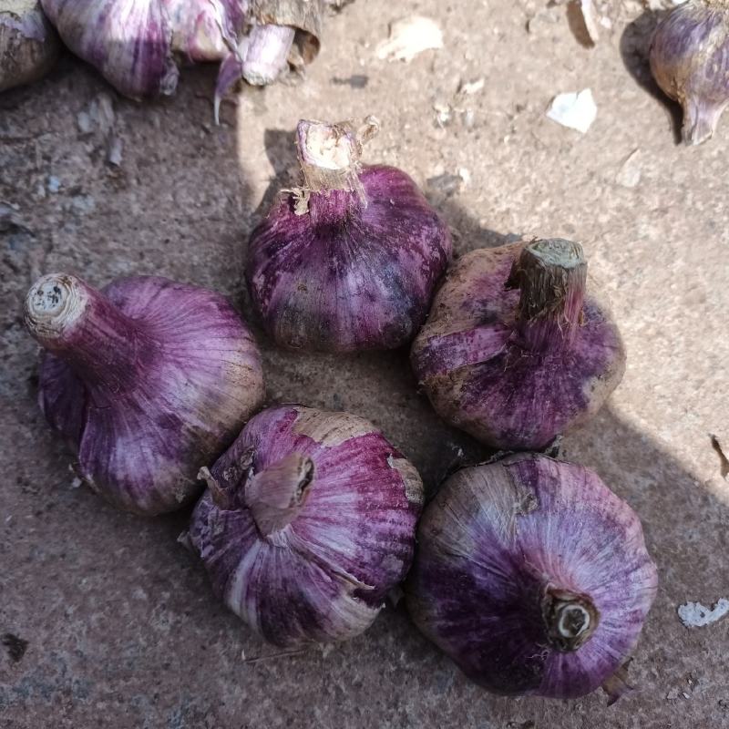紫皮蒜推荐2026年云南大理弥渡紫皮大蒜产地直发代发全国