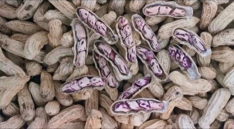 云南七彩花生黑花生。产地一手货源。量大从优品控严质量优