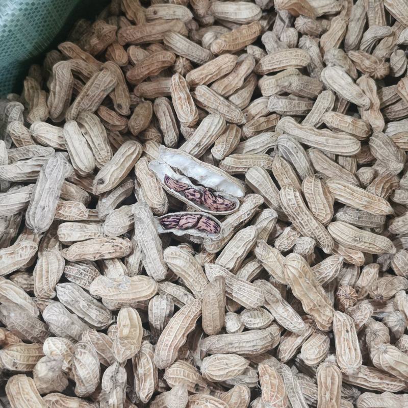 云南七彩花生黑花生。产地一手货源。量大从优品控严质量优