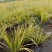 金叶石菖蒲双色杯金叶石菖蒲报价基地价出售大量出售