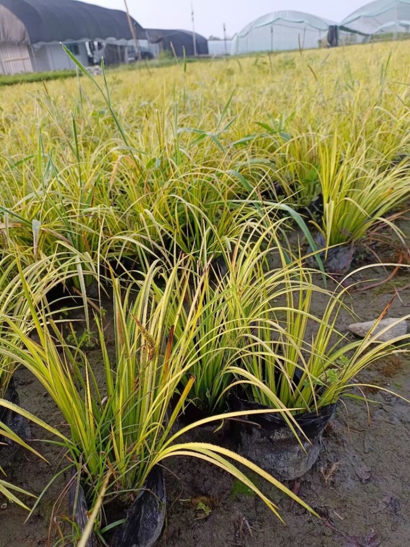 金叶石菖蒲双色杯金叶石菖蒲报价基地价出售大量出售