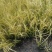 金叶石菖蒲双色杯金叶石菖蒲报价基地价出售大量出售