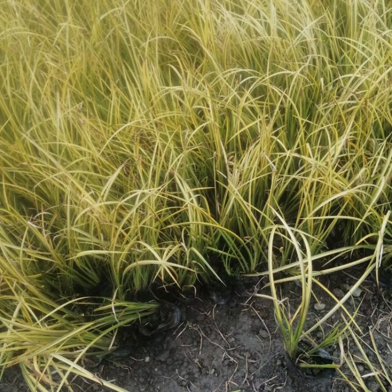 金叶石菖蒲双色杯金叶石菖蒲报价基地价出售大量出售