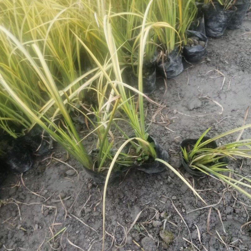 金叶石菖蒲双色杯金叶石菖蒲报价基地价出售大量出售