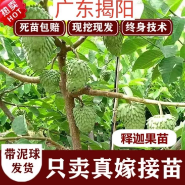 释迦果苗台湾凤梨释迦苗带土球发货成活率高