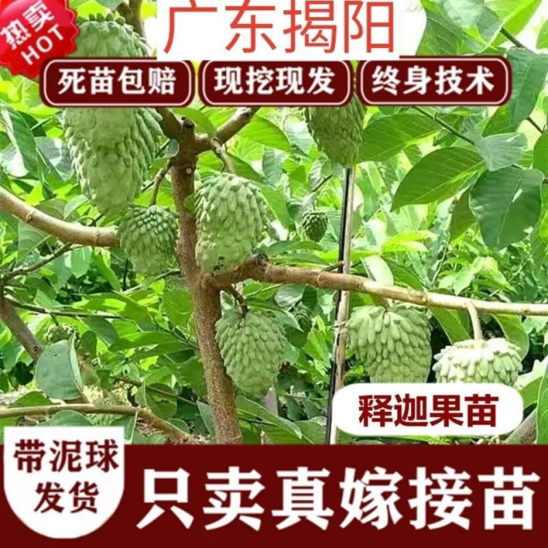 释迦果苗台湾凤梨释迦苗带土球发货成活率高
