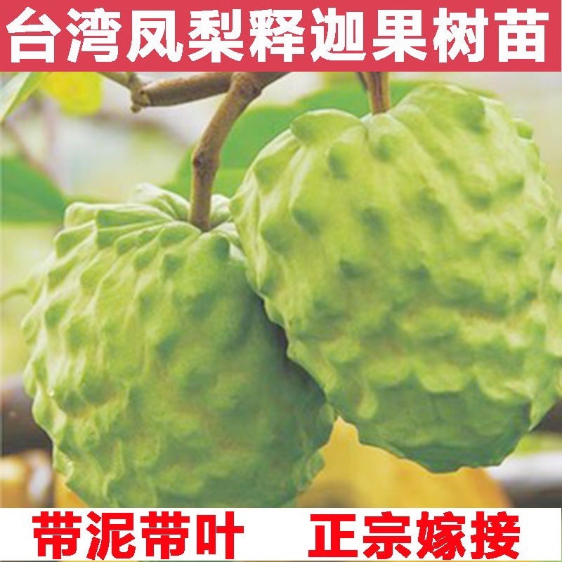 释迦果苗台湾凤梨释迦苗带土球发货成活率高