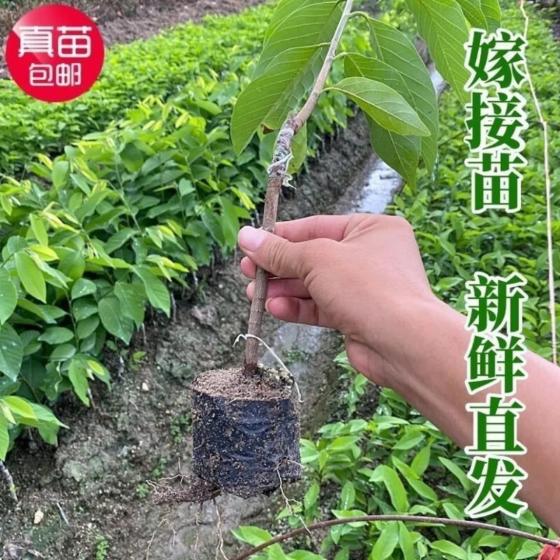 释迦果苗台湾凤梨释迦苗带土球发货成活率高
