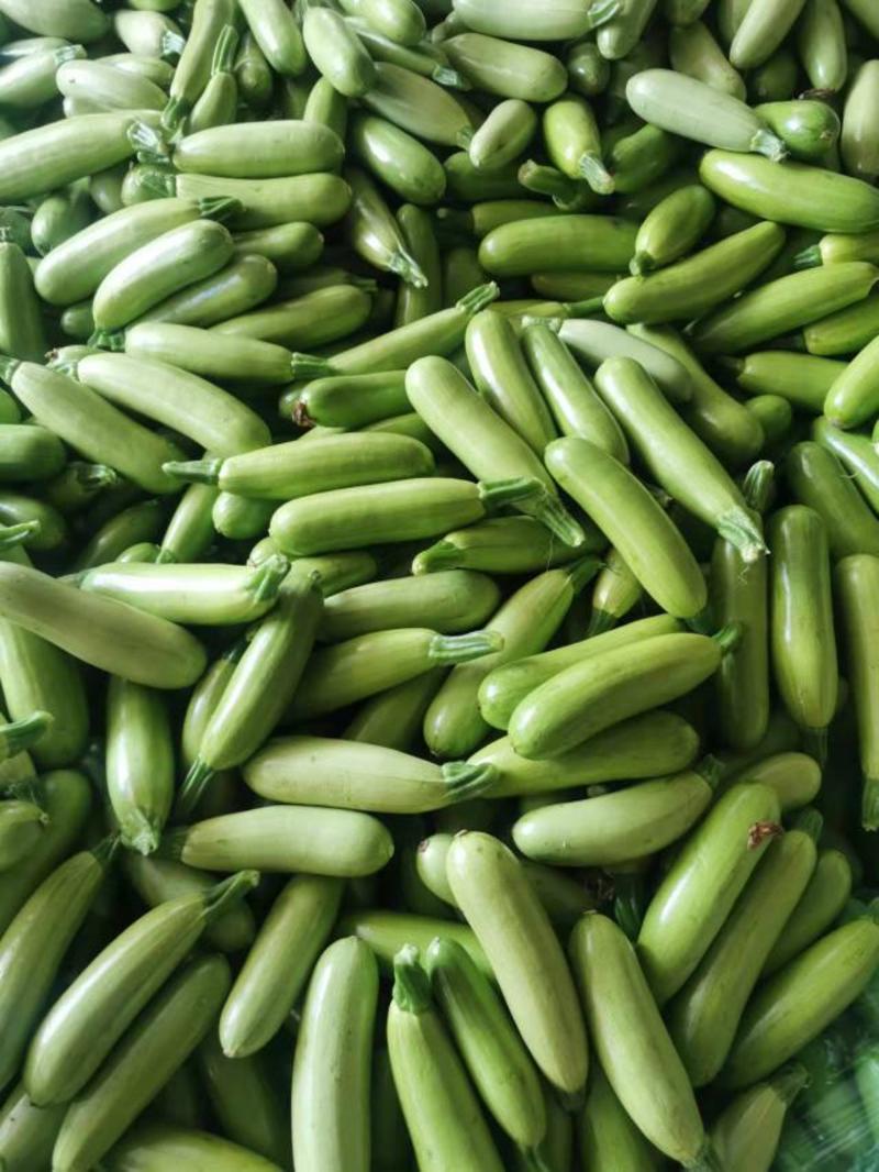 绿皮西葫芦新鲜采摘大量上市了货源充足价格便宜