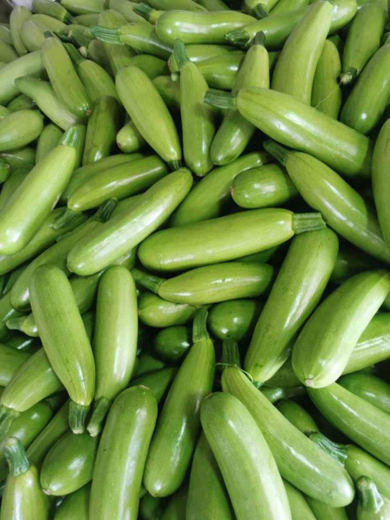 绿皮西葫芦新鲜采摘大量上市了货源充足价格便宜