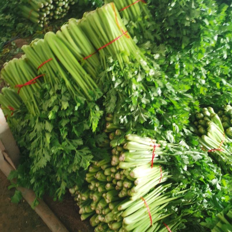 山东精品芹菜，西芹，规格齐全，货量充足，欢迎咨询