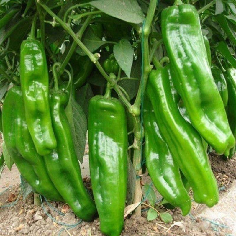 洛阳诚研洛椒308牛角椒辣椒种子籽绿皮特大果三系杂交菜椒