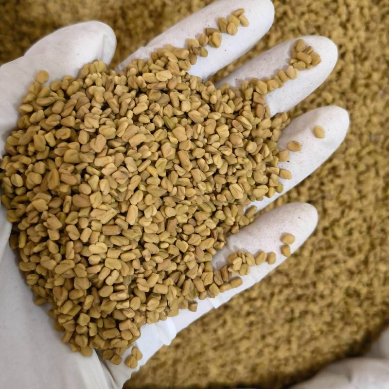 葫芦巴实图拍摄当天发货重在品质欢迎选购产地采购