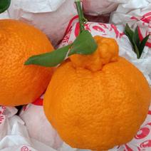四川产地不知火丑橘大量上市欢迎各大商家前来洽谈合作