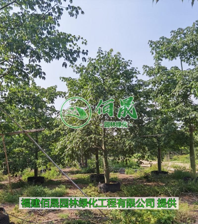 漳州大腹木棉批发价格、福建大量供应樱花木棉、大腹木棉种植