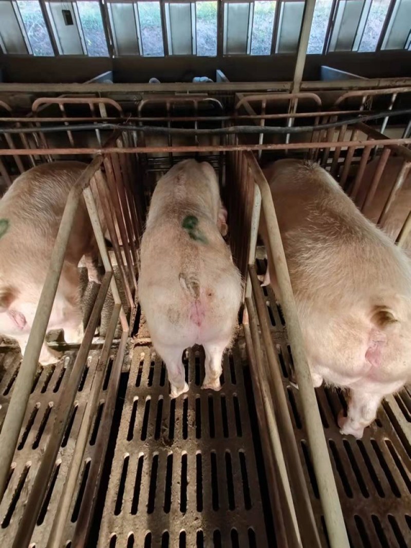 川渝地区大量收购，淘汰母猪，公猪，残猪