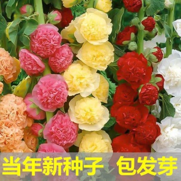 蜀葵种子进口重瓣蜀葵花种子一丈红花卉多年生野花组合种籽