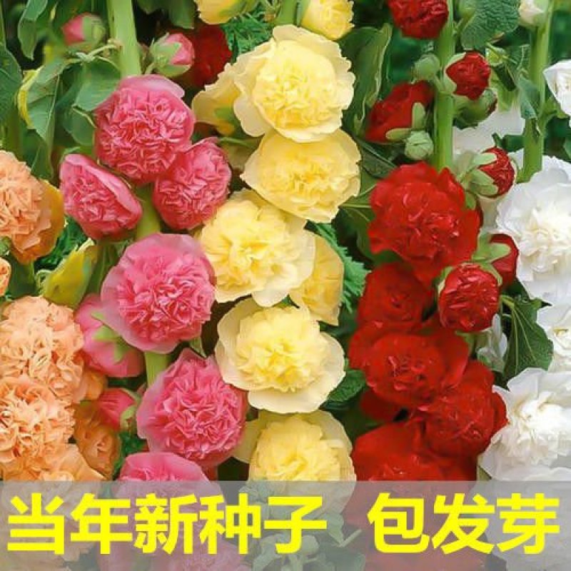 蜀葵种子进口重瓣蜀葵花种子一丈红花卉多年生野花组合种籽